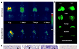 Biomaterials|双模态PET/NIRF纳米标签用于长期的免疫细胞示踪