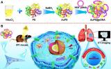 苏州纳米所在功能化金纳米粒子用于间充质干细胞治疗肺纤维化研究方面获进展