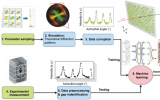 同步辐射海量衍散射数据在线解析的AI for Science研究取得进展