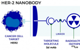 Radiopharm Theranostics 177Lu-RAD202的1期临床试验获得伦理批准